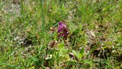 Ophrys bertolonii flavicans