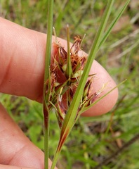 Scleria ciliata