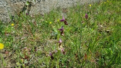 Ophrys bertolonii flavicans