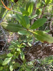 Gordonia lasianthus