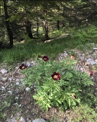 Paeonia parnassica