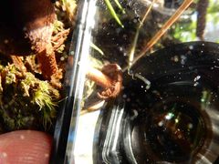 Pholiota highlandensis