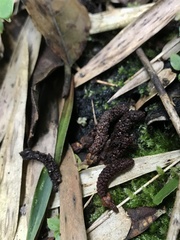 Podocarpus oleifolius