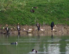 Phalacrocorax carbo
