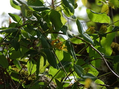 Lonicera flava