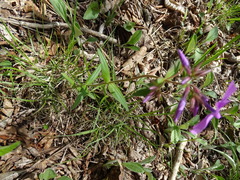 Phlox pilosa
