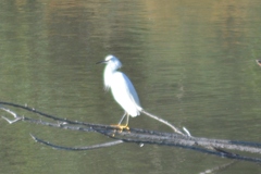 Egretta thula