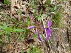 Phlox pilosa