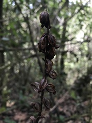 Prescottia stachyodes