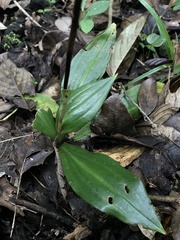 Prescottia stachyodes