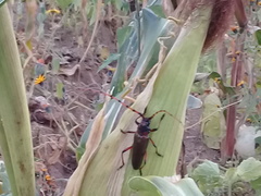 Stenaspis verticalis