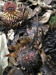 Langsdorffia hypogaea