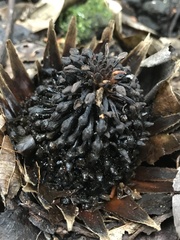 Langsdorffia hypogaea