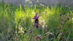 Ophrys bertolonii flavicans