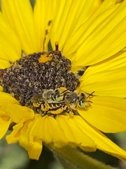 Calliopsima