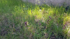 Ophrys bertolonii flavicans