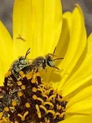 Calliopsima
