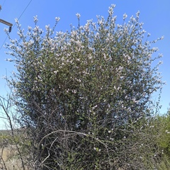 Ceanothus tomentosus olivaceus