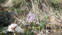 Valeriana tuberosa
