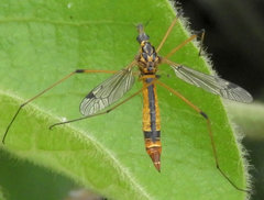 Hesperotipula