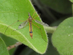 Hesperotipula