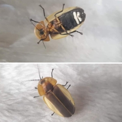 Cratomorphus aequalis