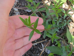Galium arkansanum