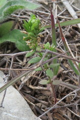 Galium virgatum
