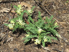 Astragalus crassicarpus trichocalyx