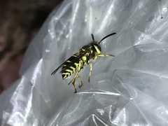 Vespula flaviceps
