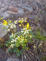 Zizia trifoliata