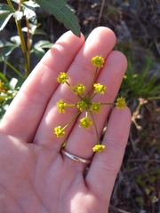 Zizia trifoliata