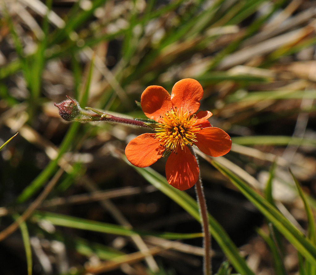 Geum coccineum, Epirus, Greece