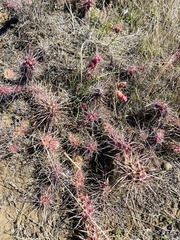 Opuntia × debreczyi