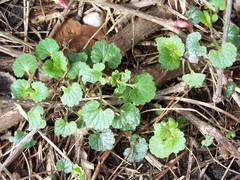 Glechoma hederacea