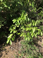 Elaeodendron melanocarpum