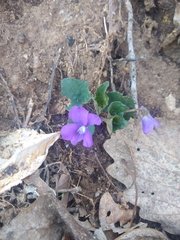 Viola septentrionalis