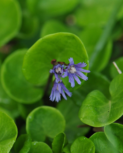 Soldanella pindicola, photograph 5