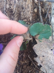 Viola septentrionalis