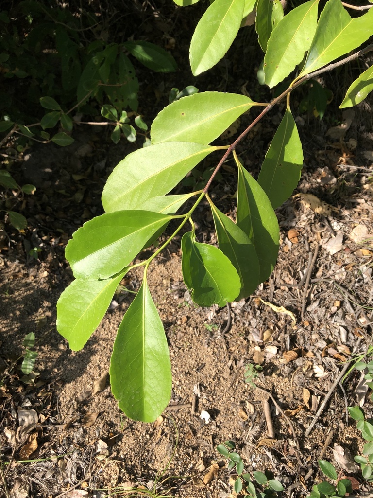 Elaeodendron melanocarpum