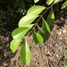 Elaeodendron melanocarpum - Photo (c) elawrey, some rights reserved (CC BY), uploaded by elawrey