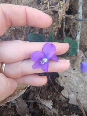 Viola septentrionalis