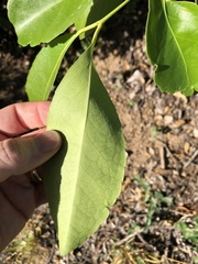 Elaeodendron melanocarpum