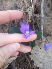 Viola septentrionalis