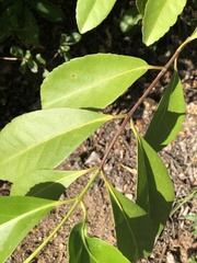Elaeodendron melanocarpum