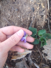 Viola septentrionalis