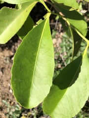 Elaeodendron melanocarpum