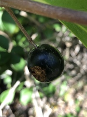 Elaeodendron melanocarpum