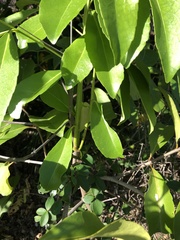 Elaeodendron melanocarpum
