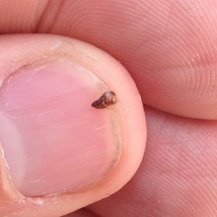 Ctenocephalides canis